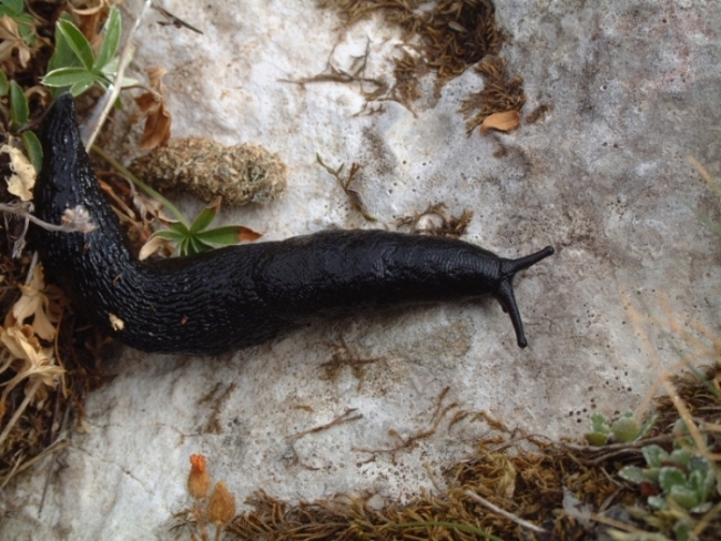 Limax sp. n. dell'' ianninii-gruppo degli Monti di Meta (FR)